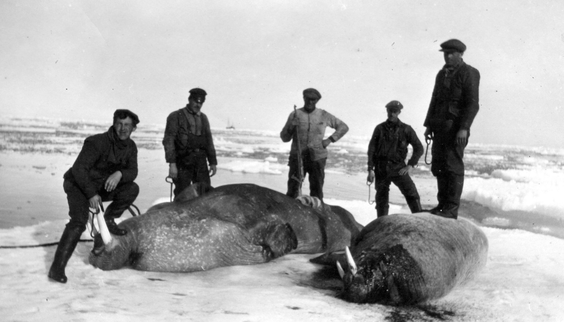 fangst av kvalross ved øst grønland i 1901