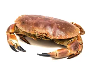 Krabbe